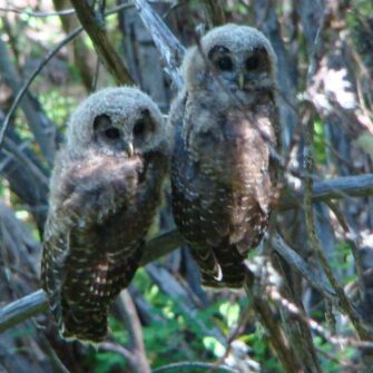 800px-Fledgling_Northern_Spotted_Owls_8739231002-500x500-1.jpg