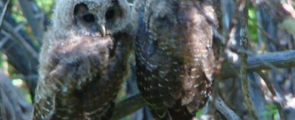 800px-Fledgling_Northern_Spotted_Owls_8739231002-500x500-1.jpg