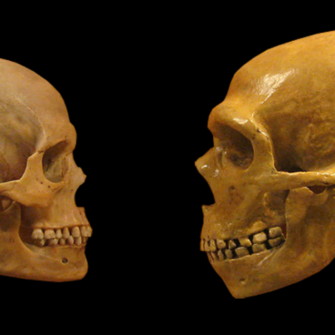 Sapiens_neanderthal_comparison_en_blackbackground-500x500-1.png