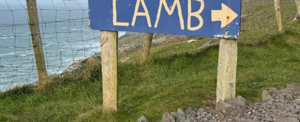 hold-a-baby-lamb-dingle-ireland-scaled-1.jpeg