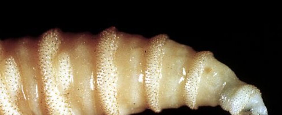CSIRO_ScienceImage_115_The_Tip_of_a_Screw_Worm_Fly_Larvae-500x425-1.jpg