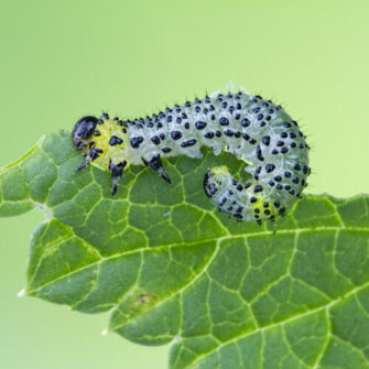 GettyImages-539781130-500x500-1.jpg
