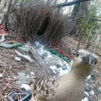 bower1-500x500-1780399121.jpg